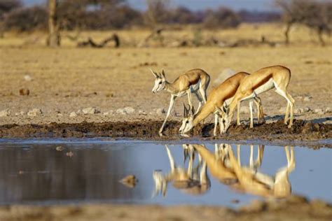 530+ Springbok Antelope Jumping Stock Photos, Pictures & Royalty-Free Images - iStock