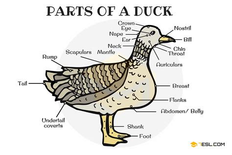 Parts of a Duck Vocabulary in English with Pictures • 7ESL