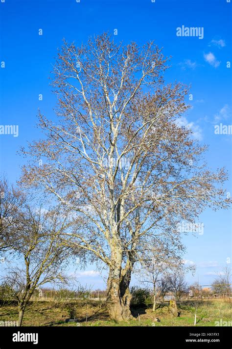 Blooming silver poplar. Silver poplar tree in spring. Poplar fluff from flowers - earrings Stock ...