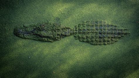 nature, animals, crocodile, water, top view, reptile, green, camouflage HD Wallpaper