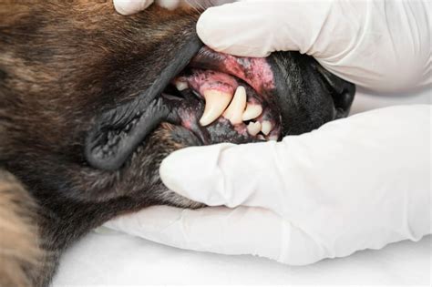 How to Stop and Prevent Periodontal Disease in Dogs | Mankato Vets