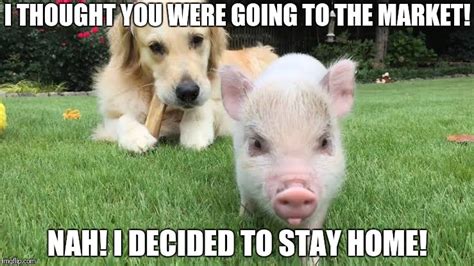 Funny Pig Memes