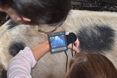 MSU Pig Pregnancy Ultrasound Scanner - Portable Ultrasound Machines