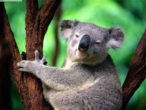 Fotos de koalas