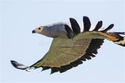 Gymnogene or African Hawk-Harrier Stock Image - Image of gymnogene, safari: 36456291