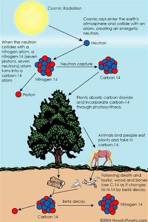 Why is carbon dating harder than it used to be? | NCPR News