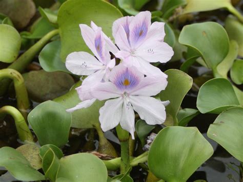 Beautiful water hyacinth yields long-term damage | Mississippi State University Extension Service