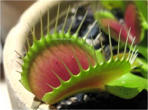 Facts About Venus Flytrap - Interesting & Amazing Information on Venus Flytrap