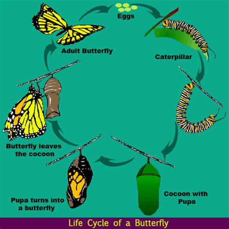 Life Cycle of a Butterfly – K8Schoollessons.com.au K8Schoollessons.com.au