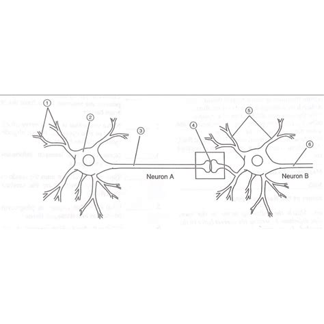 Neuron Diagram Synapse