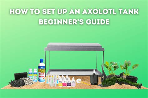 How To Set Up An Axolotl Tank [Beginner’s Guide] – Pets From Afar