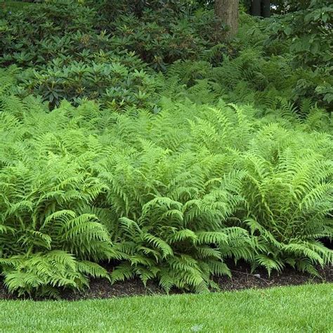 The Best Types Of Ferns For Zone 5 2023