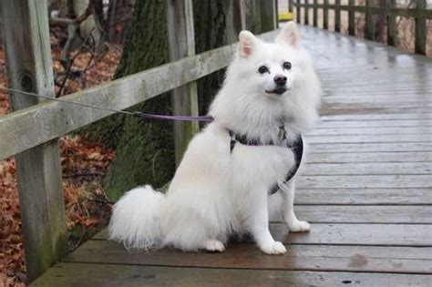 American Eskimo Dog--Small Dog Breed Profile