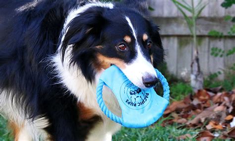 5 Strong Chew Toys For Large Dogs