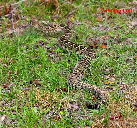 Diamondback Rattlesnake | Phillip's Natural World