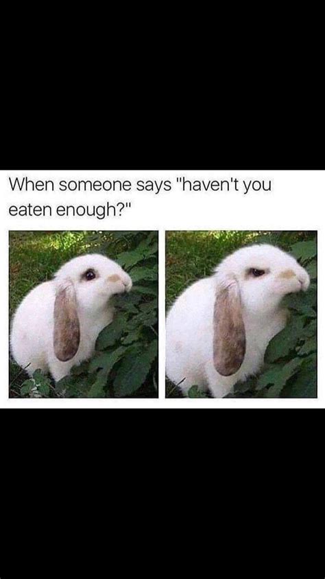 Never seen an angry rabbit 😂 : r/wholesomememes