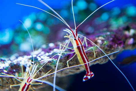 12 Saltwater Shrimp Species for Reef Tanks | Build Your Aquarium