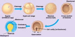 Development of Frog-Embryonic Development