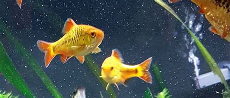 Gold Barb Fish Profile - Care, Feeding, Breeding, Tank Mates & Requirements