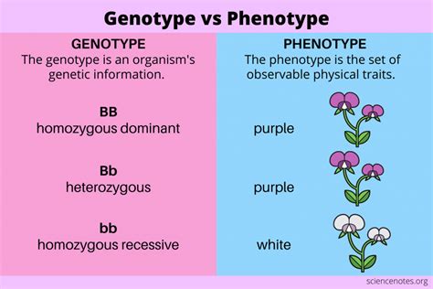 Genotype vs Phenotype - Definitions and Examples