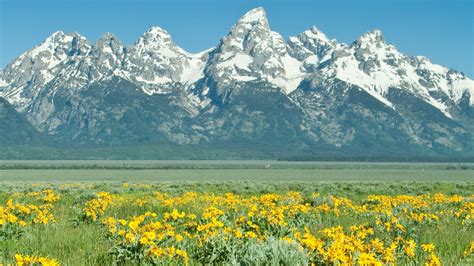 Explore the Beautiful Wildlife of Grand Teton National Park