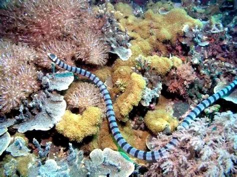 Belcher’s Sea Snake – "OCEAN TREASURES" Memorial Library