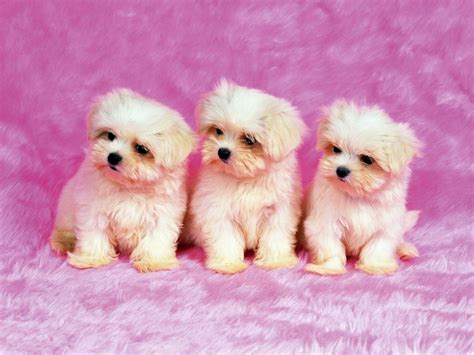 🔥 Free download Download Cute Dogs Wallpaper 1152x864 pixel Animal HD Wallpaper [1152x864] for ...