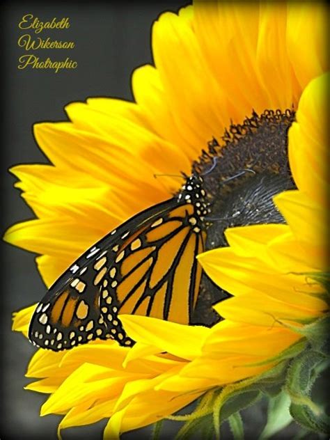 Sunflower Monarch - Birds and Blooms