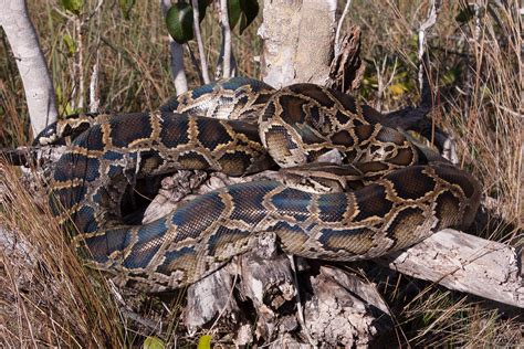 Burmese Python – Florida Snake ID Guide