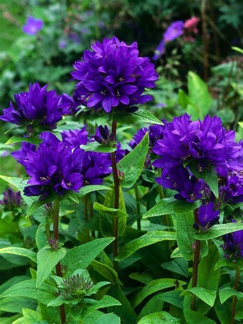 Purple Perennial Plants