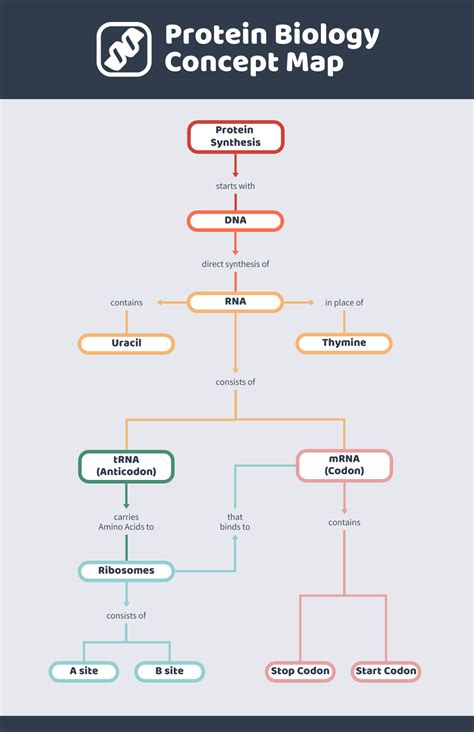 Concept Map Of Protein Structure And Function - United States Map