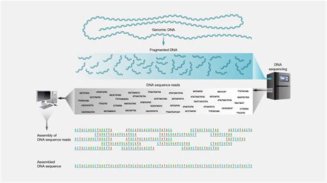 Shotgun Sequencing