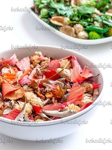 Image Potpourri of dried leaves and blossoms - 433003 - Images of Plants and Gardens - botanikfoto