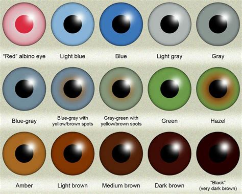 rhiwritesmadly brown eye quotes eye color chart eye color facts - pin by cassy chester on eyes ...