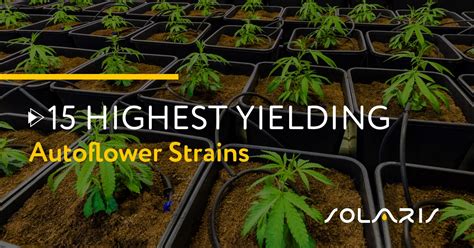 12 Highest Yielding Strains - Solaris Farms