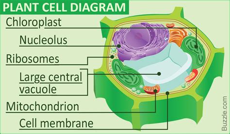 A Labeled Diagram of the Plant Cell and Functions of its Organelles | Plant cell diagram, Cell ...