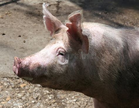 Pig Face Side 2 Stock Images - Download 252 Royalty Free Photos