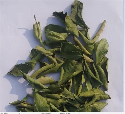 Green Solid Dried Lemon Leaves, Packaging Type: Bag, Packaging Size: 50g at Rs 80/kg in Piparia