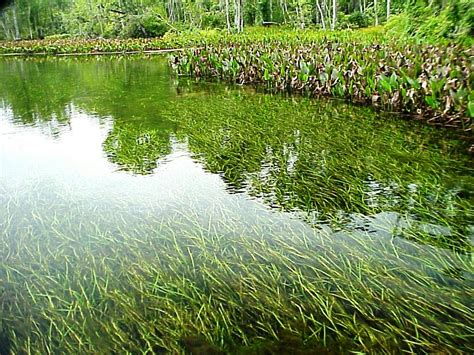 Freshwater Pond Plants