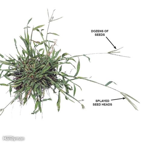 Get rid of crabgrass — Lawn Care Tips from The Family Handyman