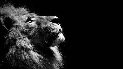 1920x1080 Lion Black And White Laptop Full HD 1080P ,HD 4k Wallpapers,Images,Backgrounds,Photos ...