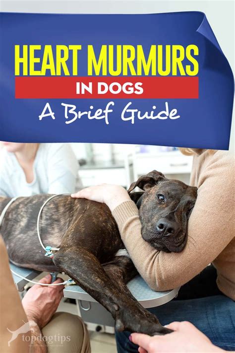 Heart Murmurs in Dogs: Symptoms, Causes and Treatment | Heart murmur, Dogs, Dog treatment