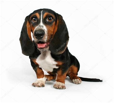 Basset hound beagle mix puppy Stock Photo by ©graphicphoto 53479805