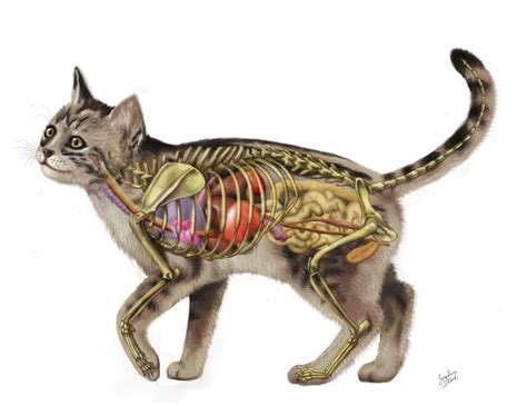 Basic Cat Anatomy