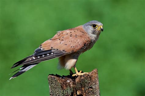 male Common Kestrel | by Andy Harris Kestrel, Raptors, Falcons, Bald Eagle, Harris, Andy, Common ...