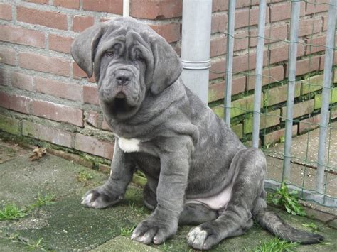 Grey Neapolitan Mastiff dog photo and wallpaper. Beautiful Grey Neapolitan Mastiff dog pictures