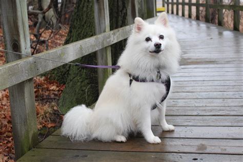 American Eskimo Puppies for Sale | Lancaster Puppies