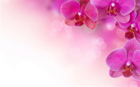 Pink Flower Image Backgrounds - Wallpaper Cave