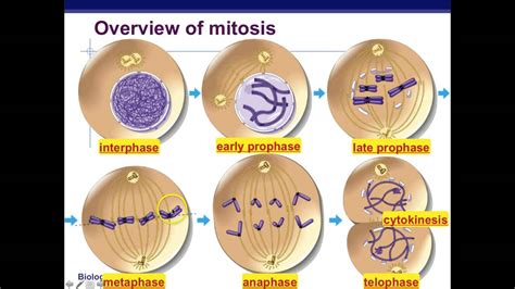 Mitosis: mitotic cell division, stages and significance - Online Biology Notes