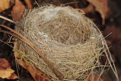 Bird's Nests | Petlife